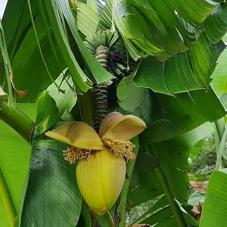 Piscine Balneotherapie Et Jacuzzi Entierement Privee