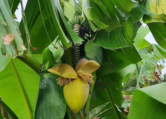 Piscine Balnéothérapie Et Jacuzzi Entièrement Privée